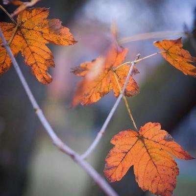 乐宝体育官网登录入口手机app下载